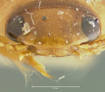 Media type: image;   Entomology 23944 Aspect: head frontal view